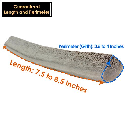 2017 Top 10 Best Dog Chews for Dogs That Are Tough Chewers