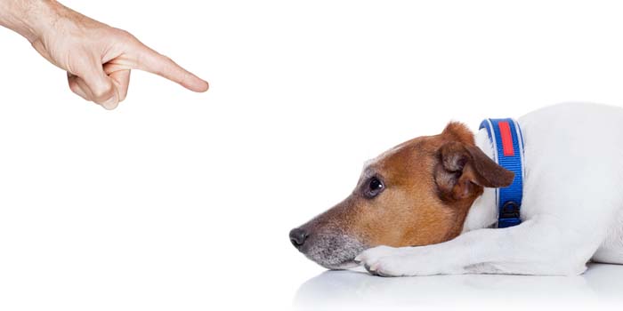 Let's Talk Confusion About Negative Reinforcement During Dog Training