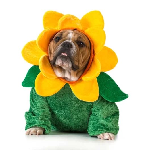 Top 10 Best Dog Costumes for Dressing Up Your Pup