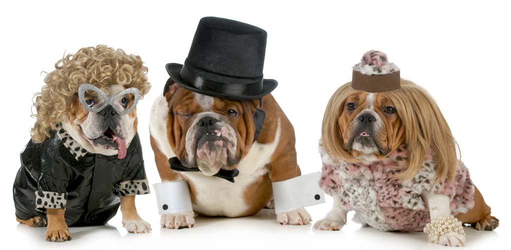 Top 10 Best Dog Costumes for Dressing Up Your Pup