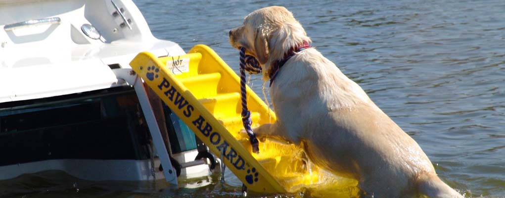 Top 5 Best Dog Ramps for Water, Pools and Boats in 2018