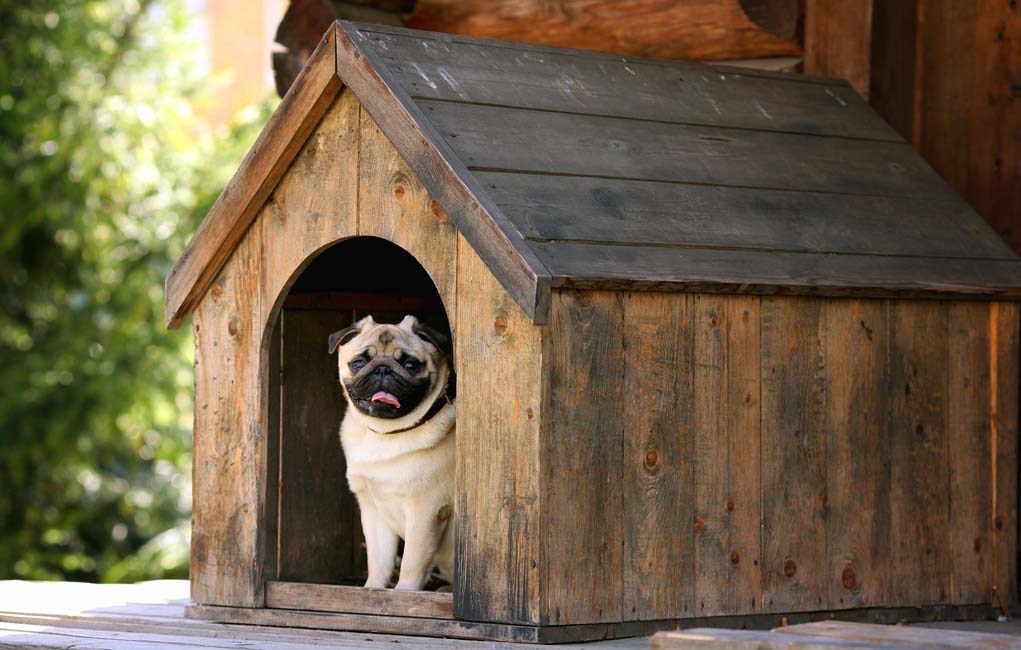 How to Build a Dog House 5 DIY Expert Tips Top Dog Tips