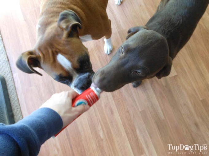 Top 10 Best Dog Toothpaste Brands of 2020 (Ranking and Review Update)
