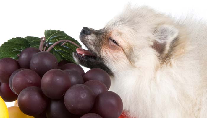 Foods Dogs Should Not Eat 10 Human Foods That Are Dangerous To Dogs