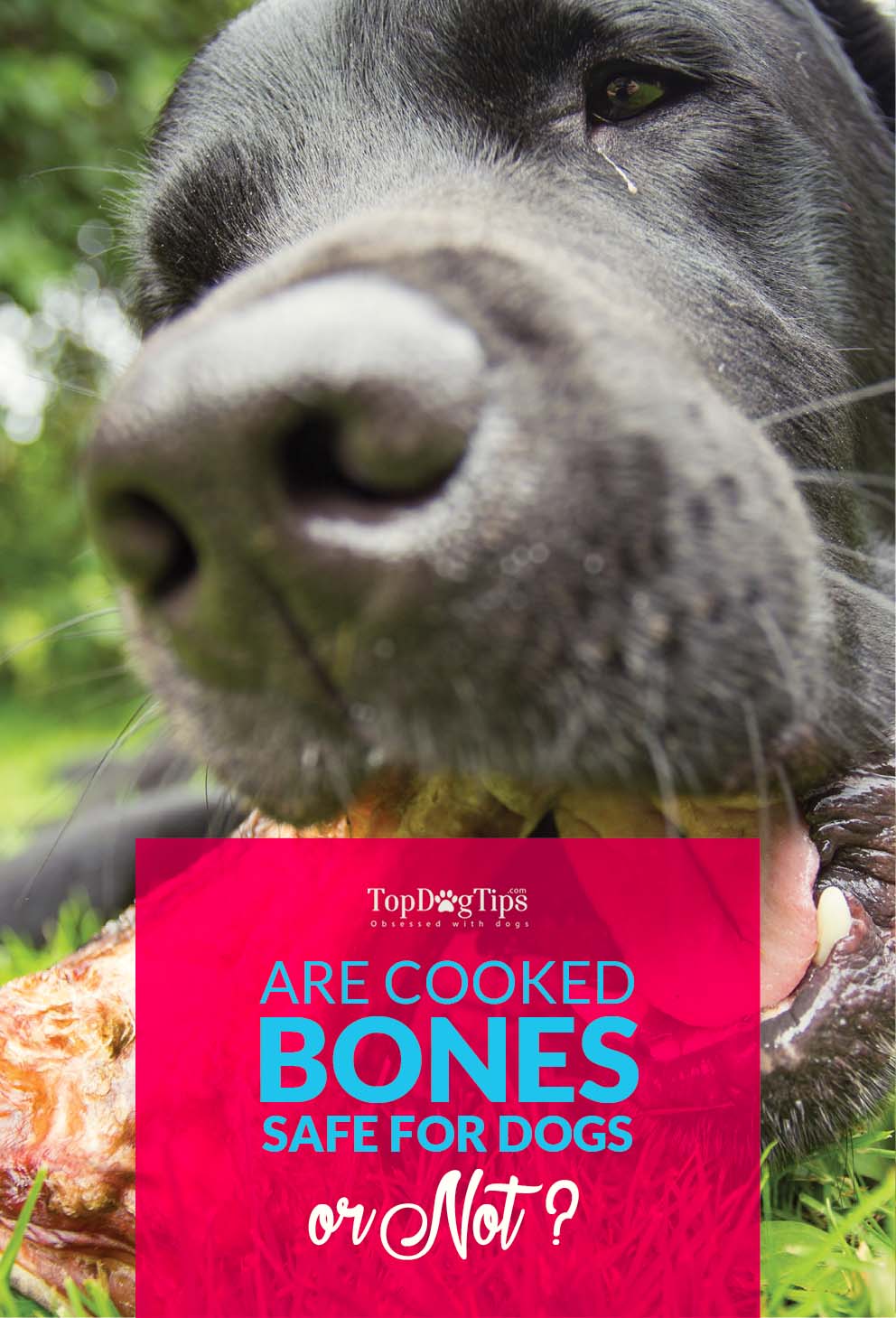 Cooked Bones for Dogs May Not Be a Good Idea (and why so)