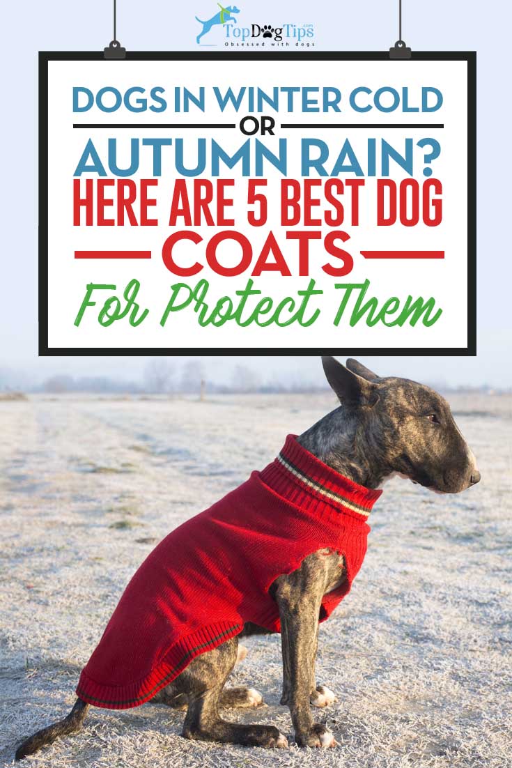 Top 5 Best Coats for Dogs to Keep Them Warm in 2017