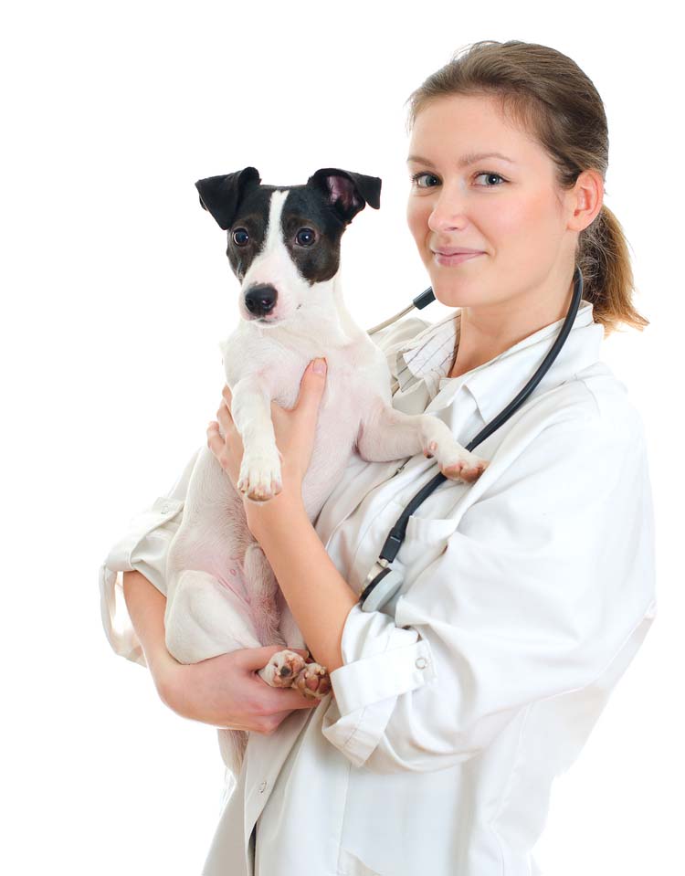 Best Food for Dogs 101 FREE Dog Food Buying Guide