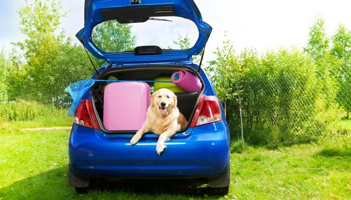 Holidays with Dogs How to Travel on Vacation with Your Dog Top Dog Tips
