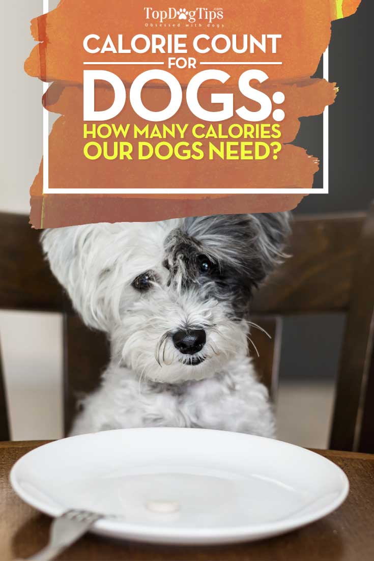 Let's Talk How Many Calories A Dog Needs Per Day? Top Dog Tips