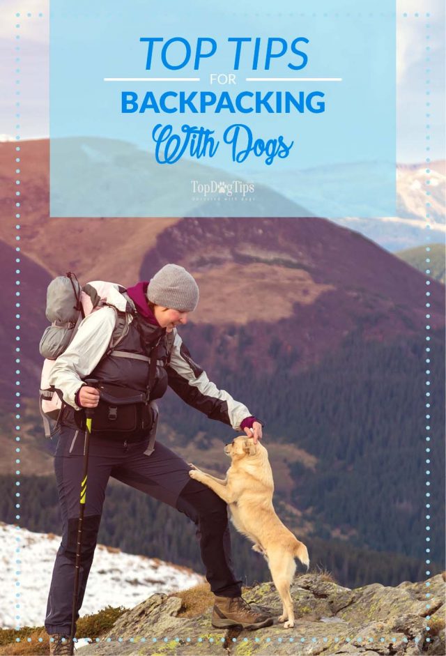 How to Go Backpacking with Dogs (Cool Tips and Safety Advice)