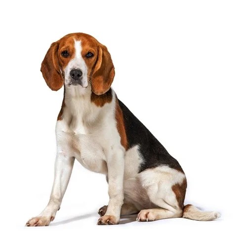 Beagle Breed Information, Photos, History and Care Advice