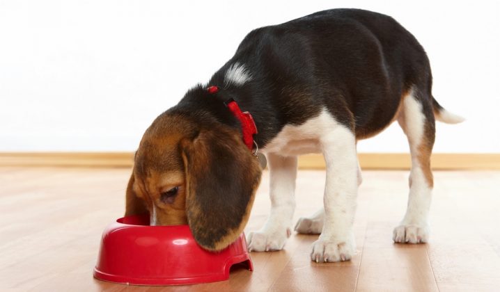 Beagle Breed Information, Photos, History and Care Advice
