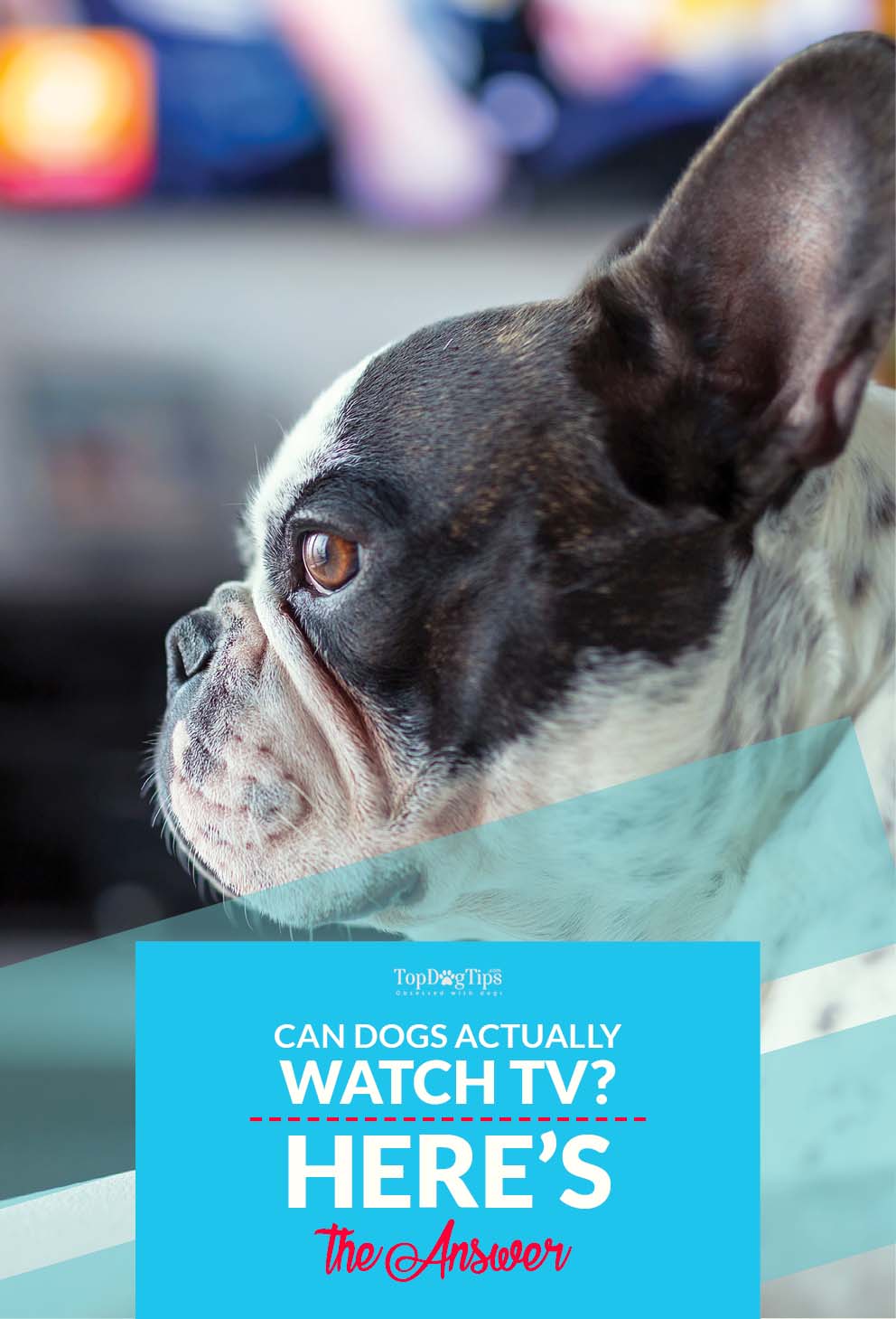 Can Dogs Watch TV and What Exactly Do They See?