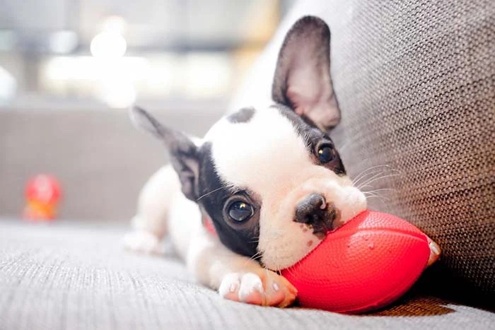 25 Best Dog Breeds for Small Apartments (And Urban City Living)