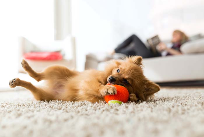 25 Best Dog Breeds for Small Apartments (and City Living)