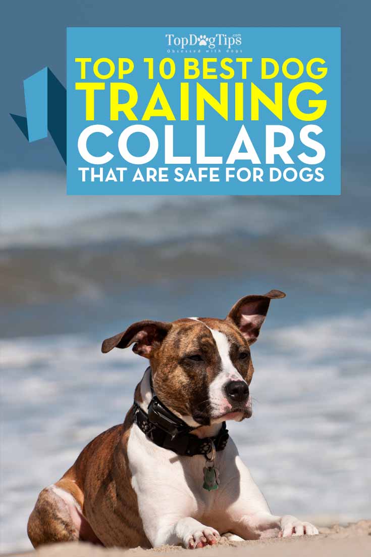 Top 10 Best Dog Training Collars That Are SAFE for Dogs in 2017
