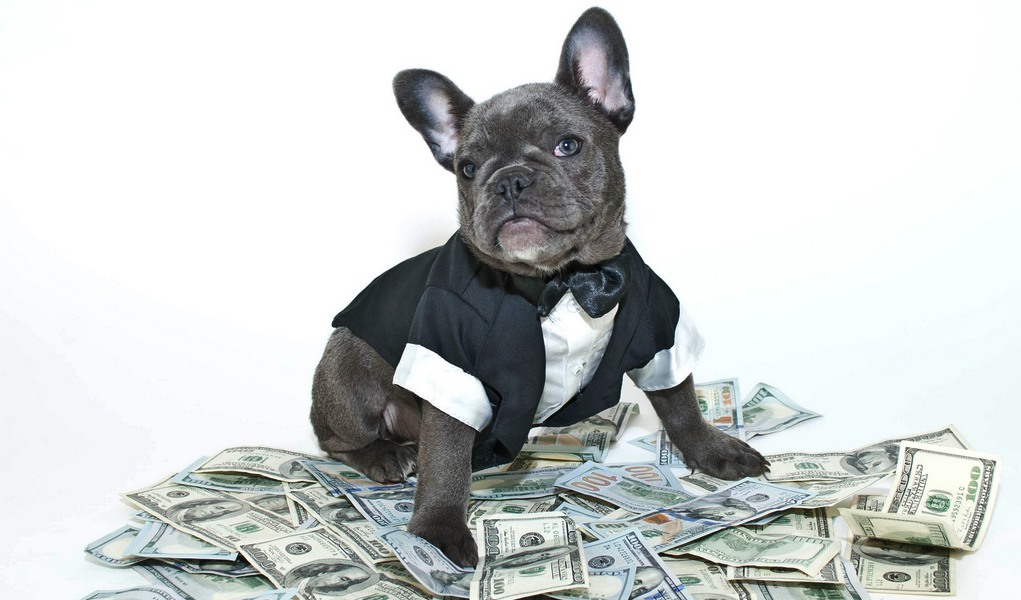 Dog Grooming Prices How Much Does It Cost to Groom a Dog? Top Dog Tips