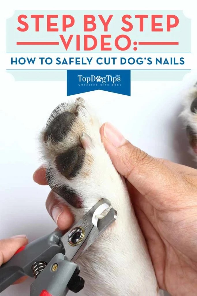 How to Cut Dog's Nails Correctly (StepbyStep Guide with Video and Pics)
