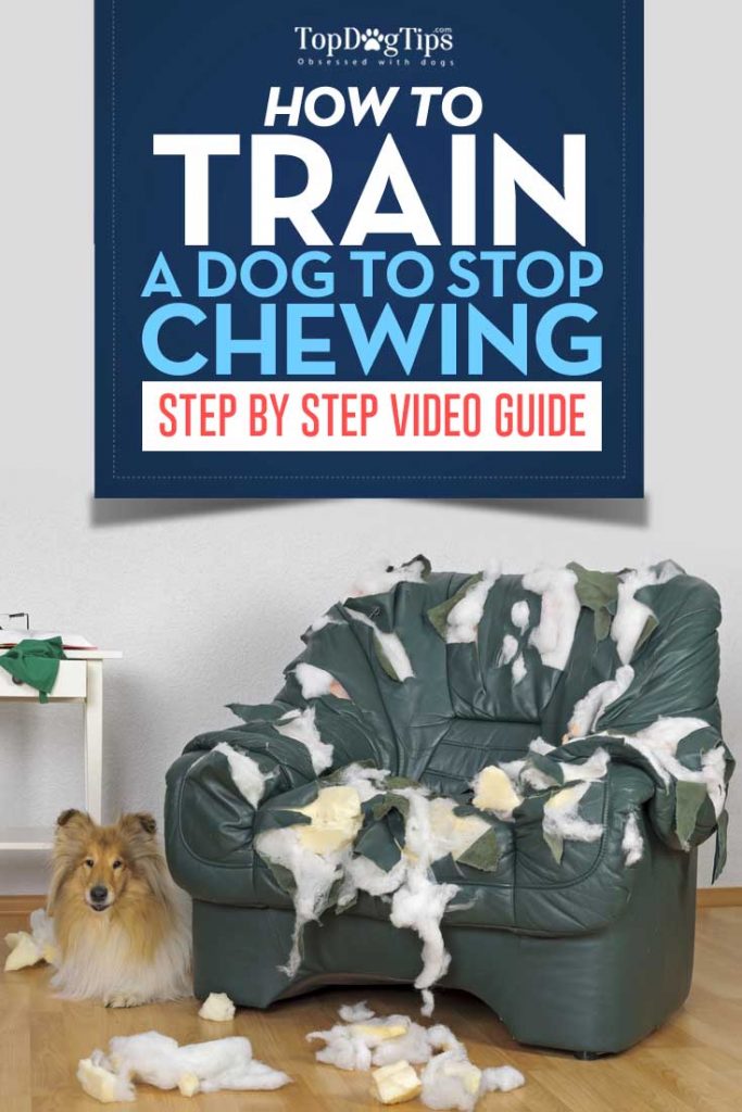 How To Train A Dog To Stop Chewing A Video Guide Top Dog Tips