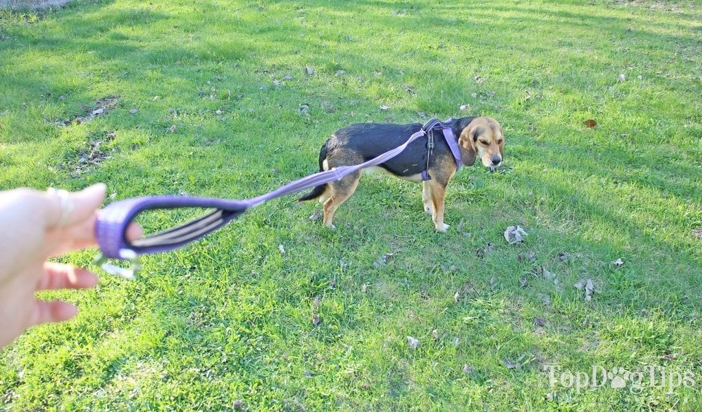 How to Stop a Dog from Pulling 5 Easy Steps to Quickly Fix This Behavior