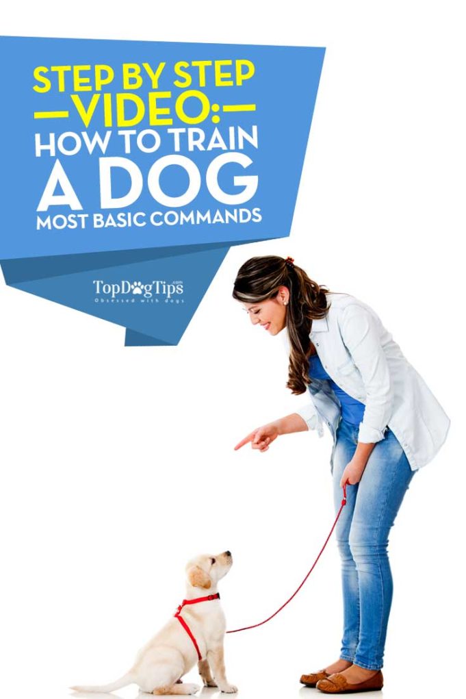 How to Train a Dog Basic Commands Very Detailed StepbyStep Guide