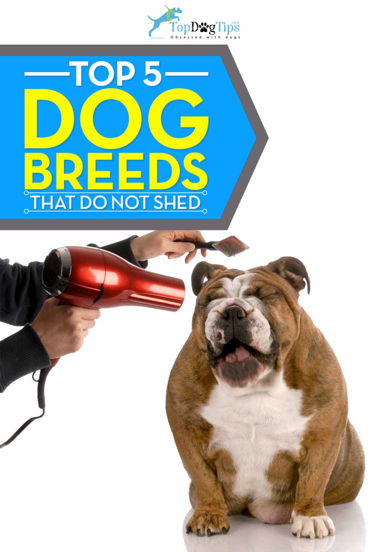 10 Non Shedding Dogs & Best Breeds for Allergic People