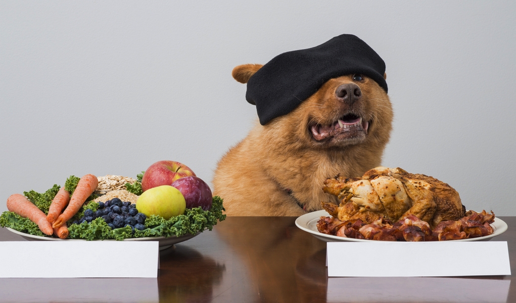 Can Dogs Go Vegan? Science, Ins and Outs of Vegetarian Diet for Dogs