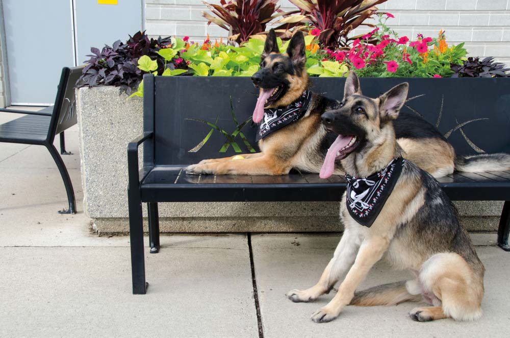 14 Best Watch Dogs and Breeds That are Good Guard Dogs for Homes
