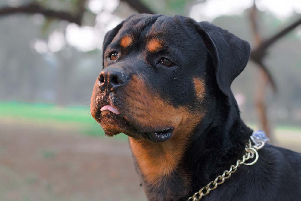 14 Best Watch Dogs and Breeds That are Good Guard Dogs for Homes