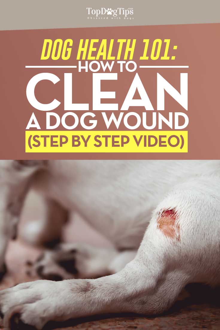 How To Clean A Dog S Open Wound at Christian Pierce blog