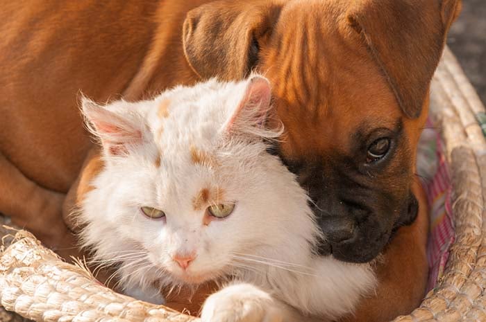 13 Best Dogs for Cats These Breeds Will Get Along Well