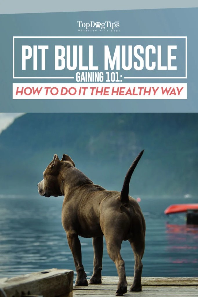 Pit Bull Muscle Gaining 101 How to Bulk Up a Pit Bull Healthfully