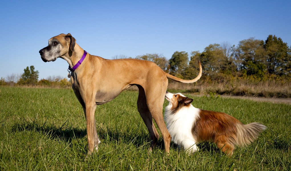 13 Common "Why Does My Dog" Questions (Some Will Surprise You!)