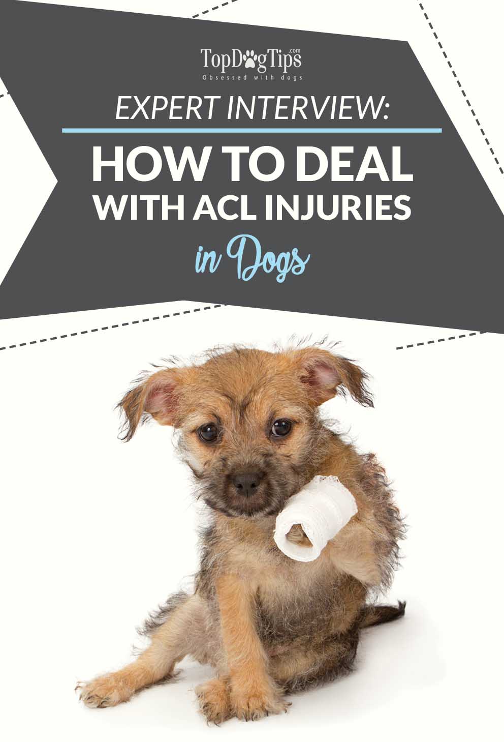 Ask a DVM How to Deal With ACL Injuries in Dogs?