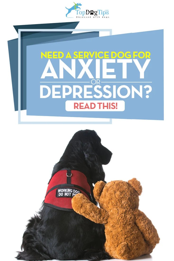How Does A Service Dog Qualify For Anxiety