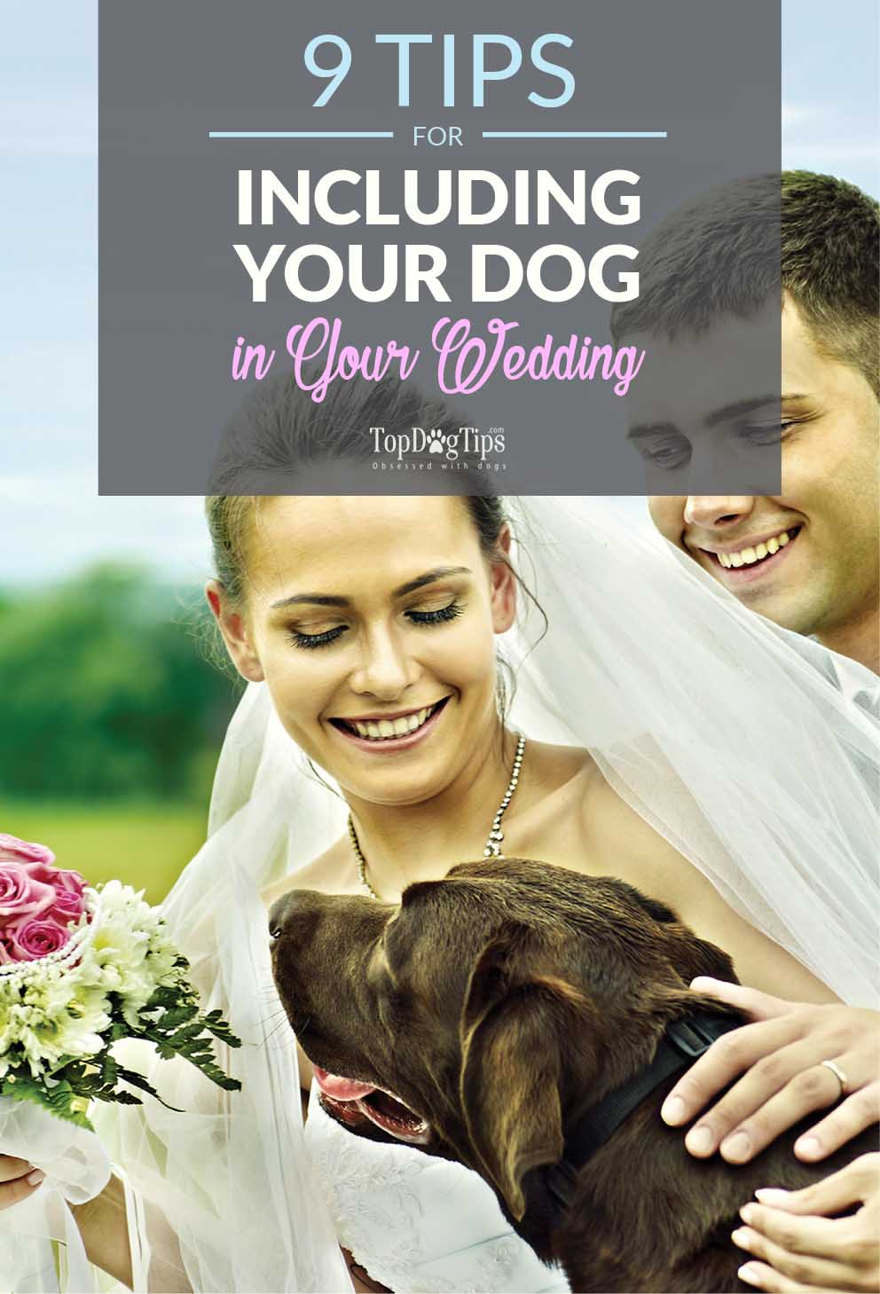 Sunday's Recap Including Your Dog In Your Wedding Top Dog Tips