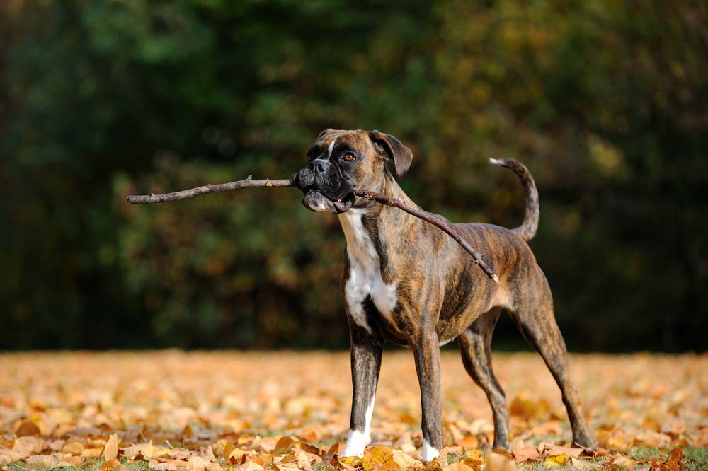 25 Smart Dog Breeds Easy to Train Quickly & Good for First Time Owners