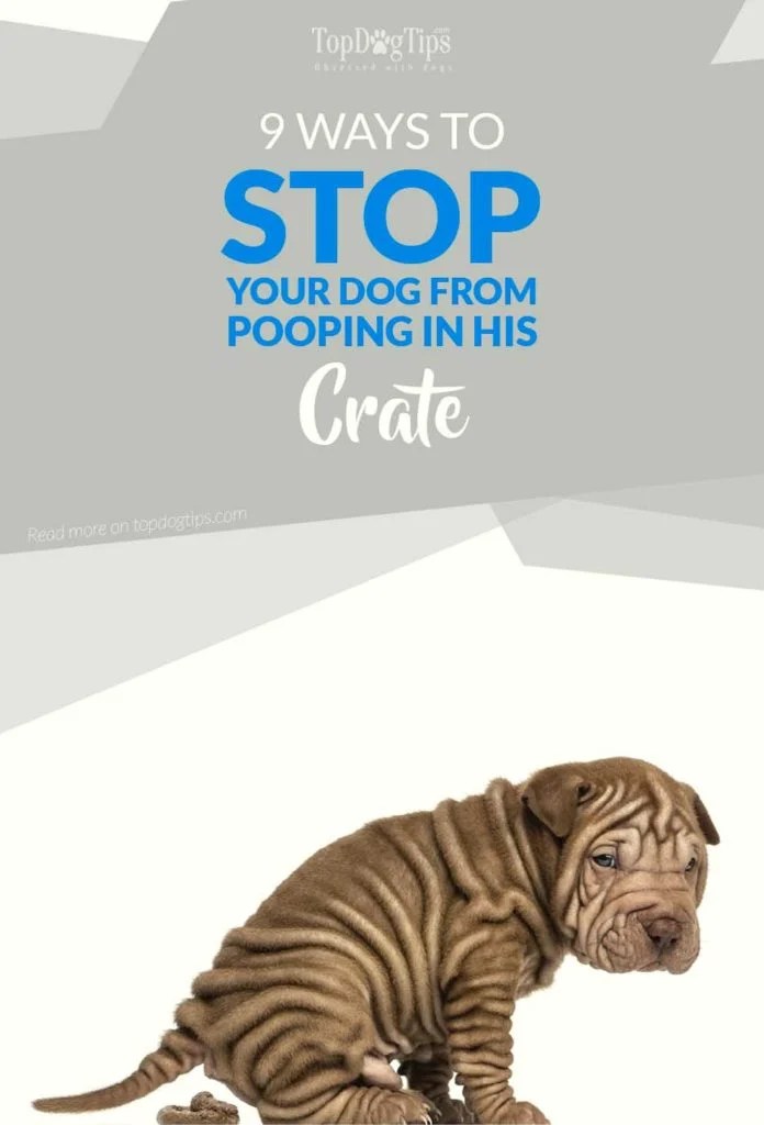 10 Ways to Stop a Dog Pooping in a Crate Top Dog Tips