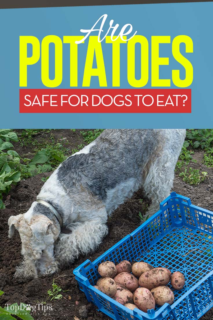 Potatoes for Dogs 101 Can Dogs Eat Potatoes?