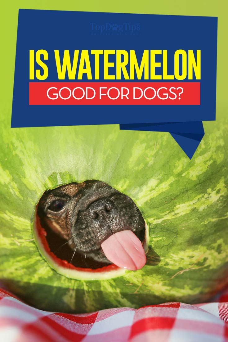 Can Dogs Eat Watermelon Seeds