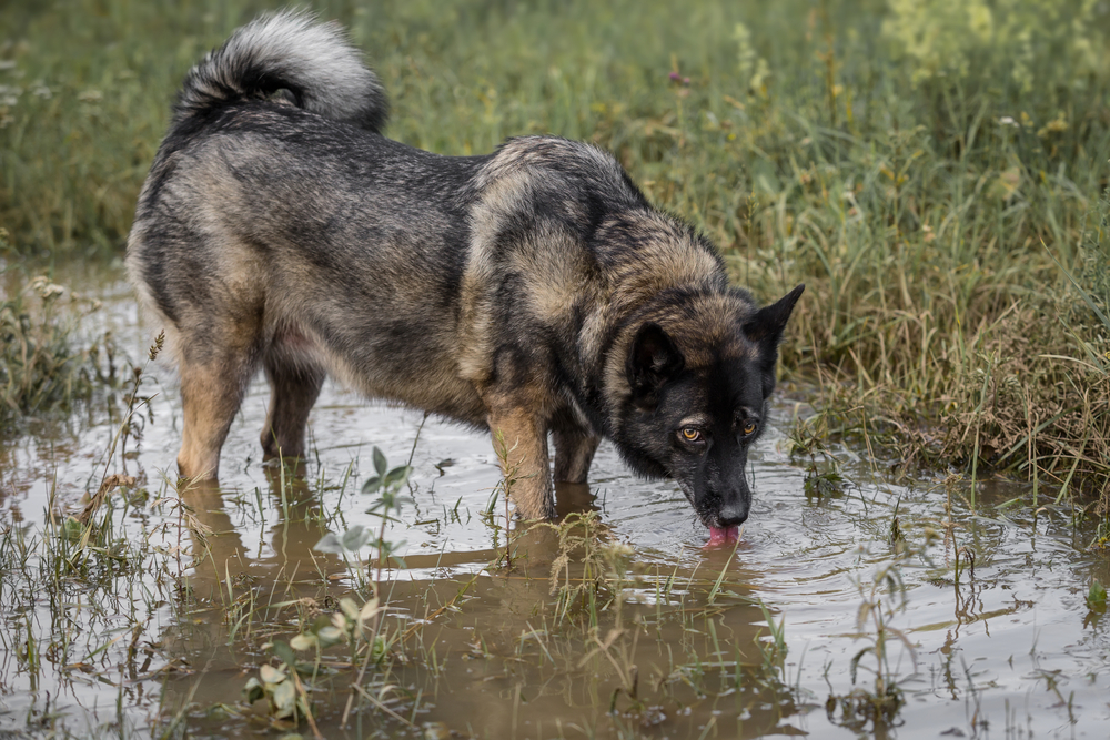 10 ToDos to Prepare for Hiking with Dogs (and what to expect)