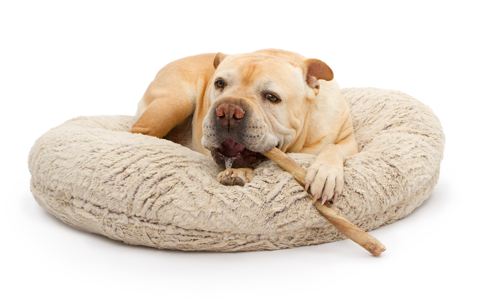 7 Best Dog Bully Sticks and Chews That Are Safer Than Rawhide