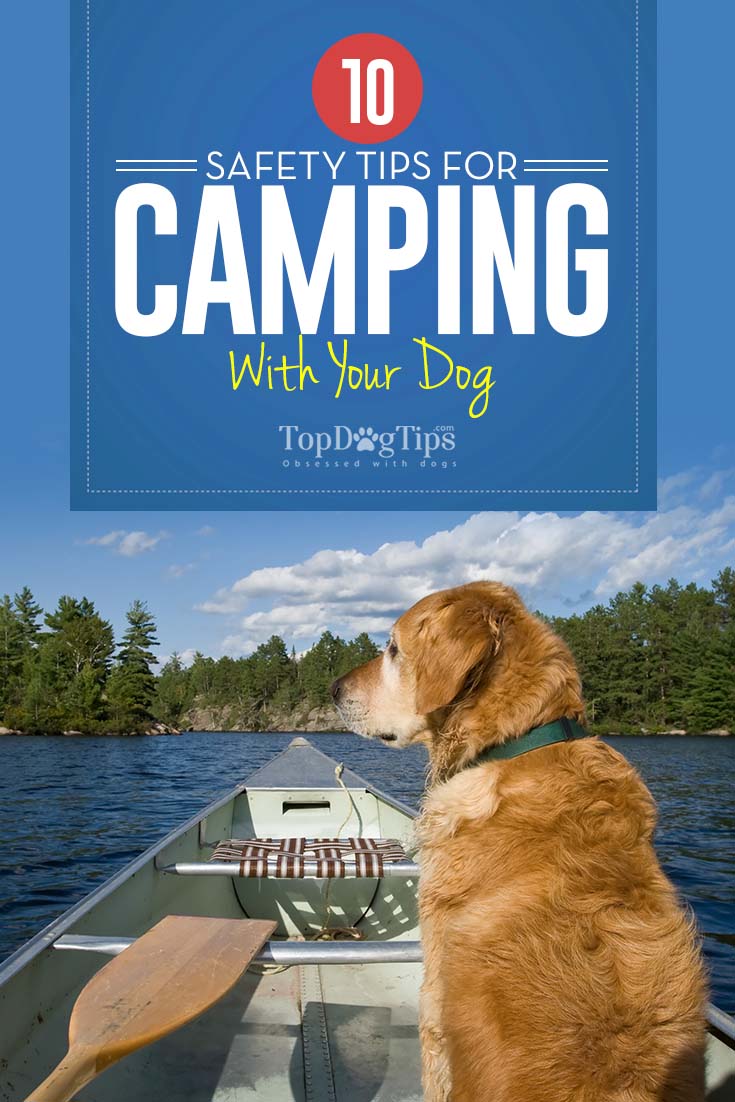 8+ Tips For Camping With Dogs References