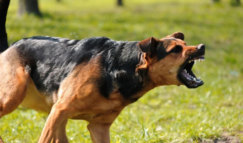 Fear Aggression in Dogs 15 Facts That You Didnt Know
