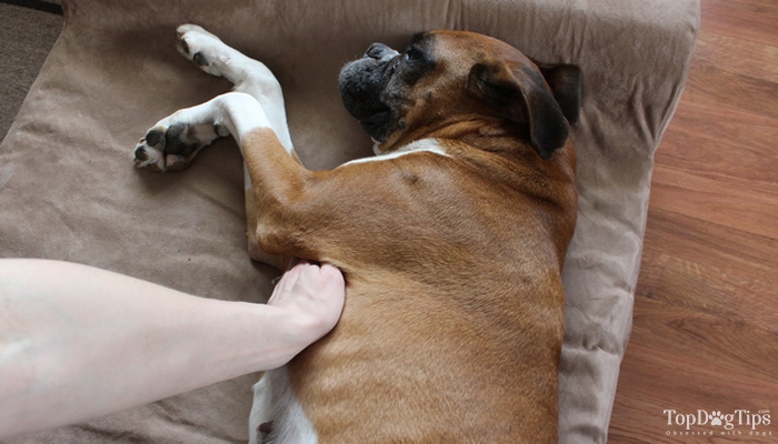 How To Check A Dog's Heart Rate At Home (StepbyStep Video Guide)