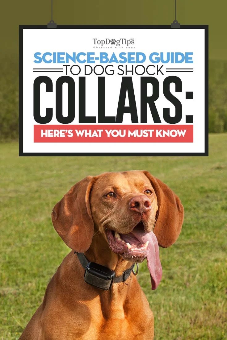 Do Shock Collars Hurt A Dog