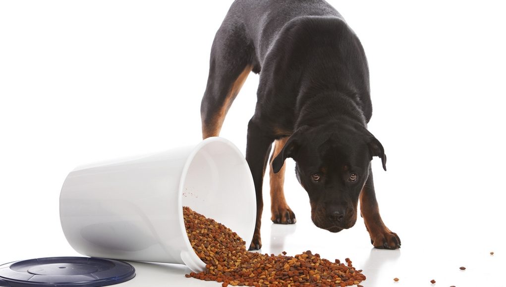 Best Dog Food for Rottweilers 5 Vet Brands