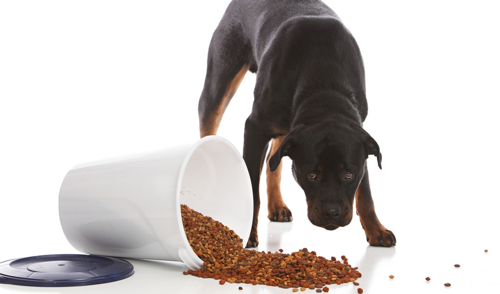 Best Dog Food for Rottweilers 5 Vet Brands