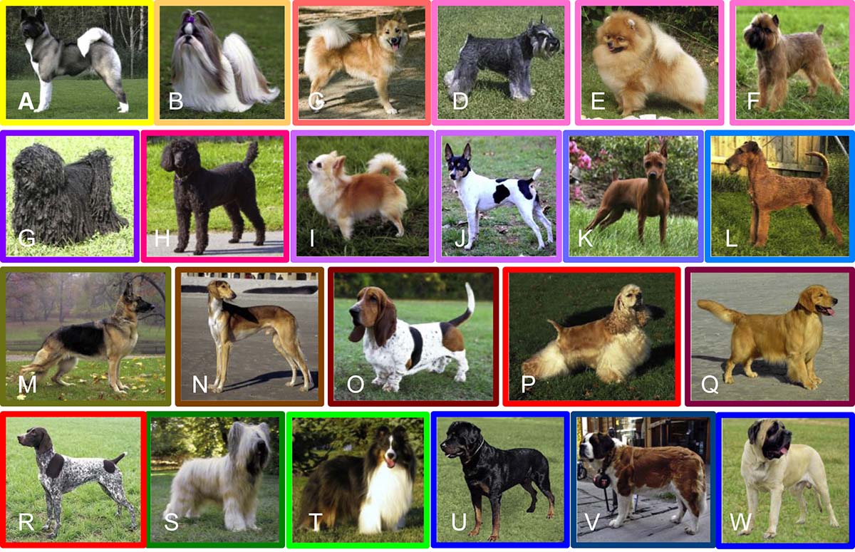 The Evolutionary Tree of Dogs is Finally Here (New Study)