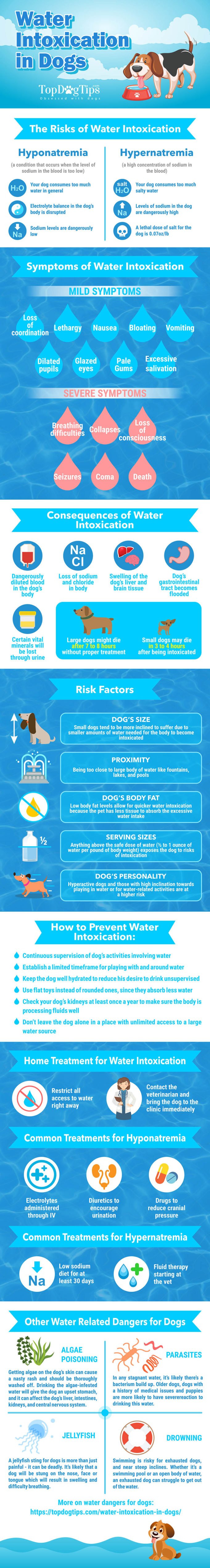 Water Intoxication in Dogs Causes, Signs, Prevention and Treatment